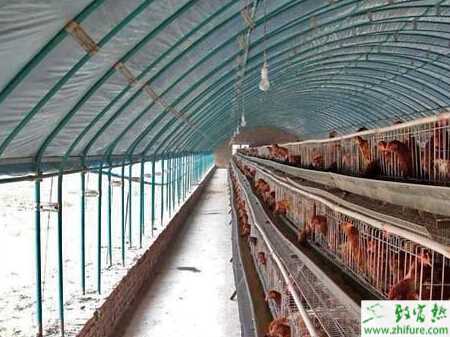 怎么樣搭建養蛋雞大棚？塑料大棚養蛋雞