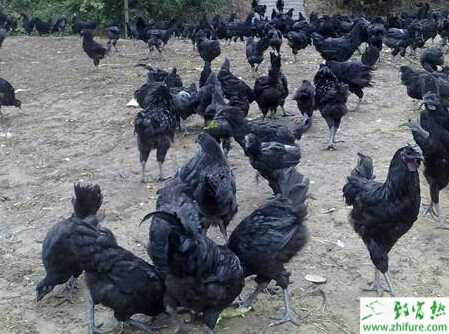 養(yǎng)綠殼蛋雞賺錢嗎？養(yǎng)綠殼蛋雞技術(shù)