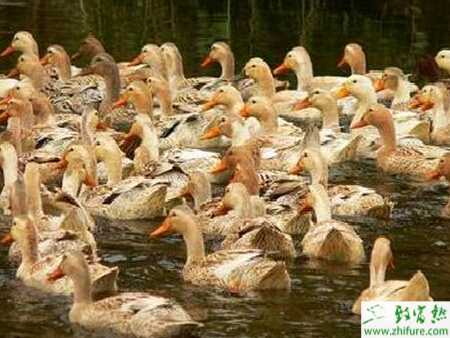 養蛋鴨賺錢嗎？怎樣飼養蛋鴨子？