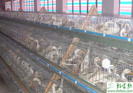 籠養蛋鴨與平養那個好？籠養蛋鴨技術