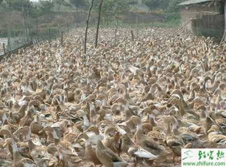 冬季養蛋鴨應注意什么？冬天養蛋鴨技術