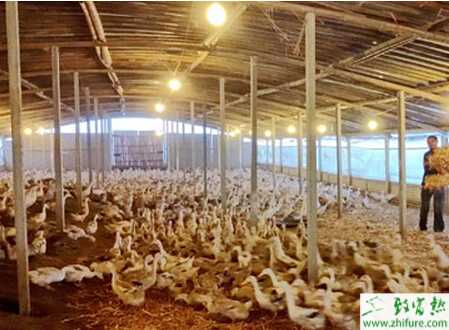 養蛋鴨怎么建大棚最好？大棚養蛋鴨技術