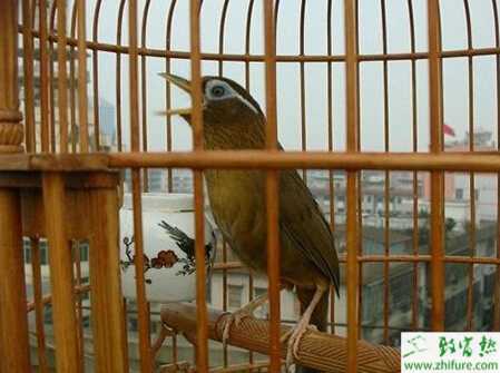 如何飼養畫眉鳥？怎么訓養畫眉鳥？
