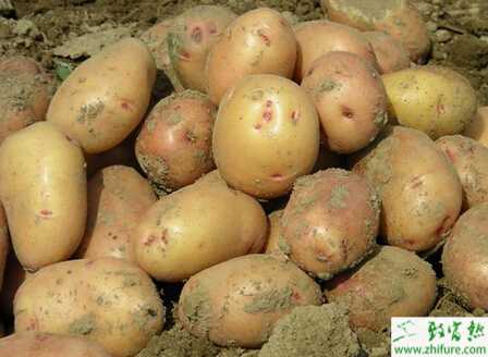 土豆低產(chǎn)原因及應(yīng)對(duì)措施