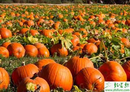 南瓜化瓜怎么辦