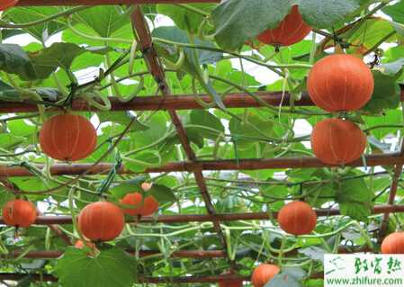 南瓜春秋栽培要點(diǎn)