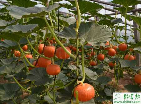 南瓜規(guī)范化栽培管理技術(shù)