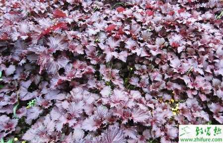 紫蘇田間栽培管理技術