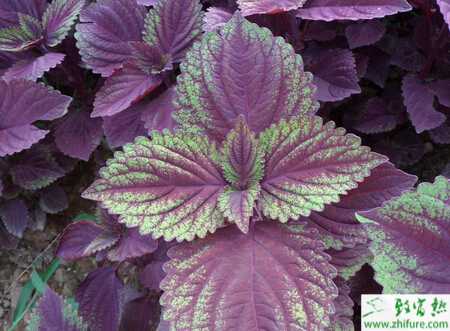 紫蘇蟲害銀紋夜蛾的防治