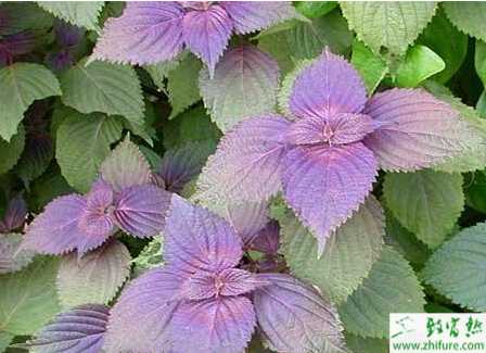 紫蘇銹病如何防治