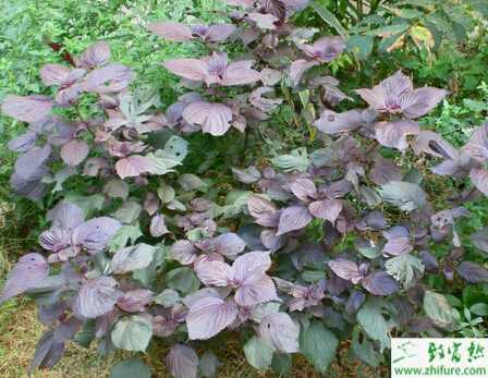 紫蘇規范化栽培管理技術