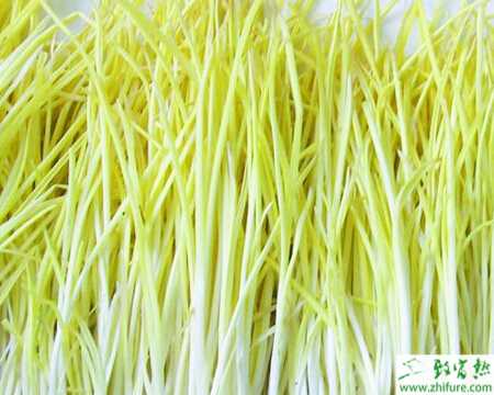 韭黃的規范化栽培管理技術