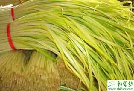 韭黃田間管理四要點