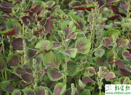 莧菜夏季露地栽培管理技術