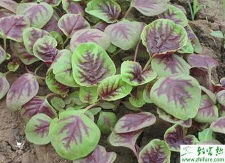 莧菜炭疽病的科學防治