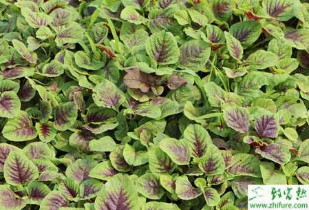 莧菜春季播種栽培技術