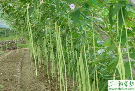 豇豆如何能增產