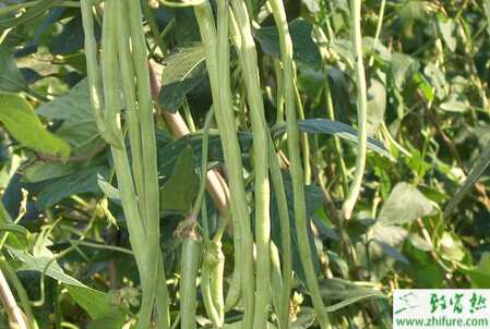 豇豆病毒病的綜合防治