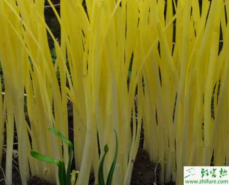 韭黃的播種和肥水管理