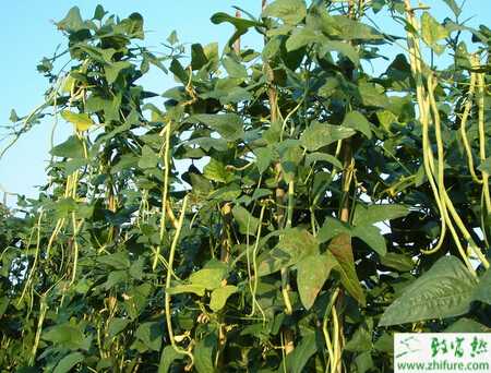 豇豆夏季栽培管理要點