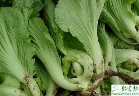 芥菜病害霜霉病的防治