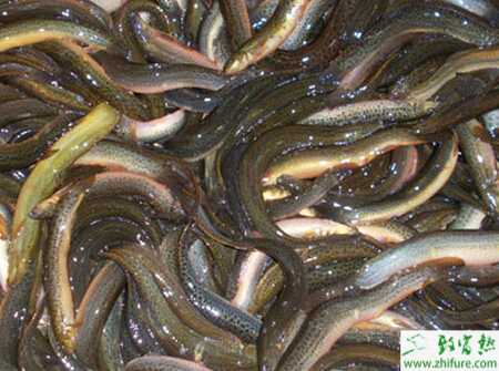 養泥鰍賺錢嗎？怎樣養泥鰍？