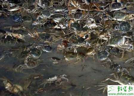 池塘養蟹有什么技巧？池塘養蟹技術