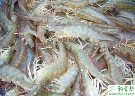 網(wǎng)箱能養(yǎng)蝦嗎？網(wǎng)箱養(yǎng)蝦技術(shù)