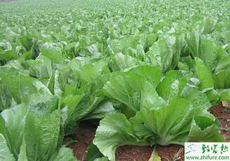 芥菜蟲害菜蛾的介紹及防治