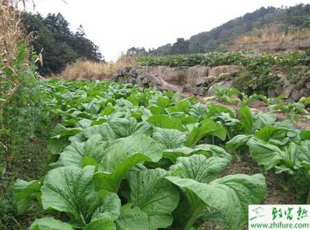 根芥菜的規范化栽培管理技術