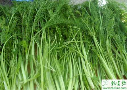 小茴香的栽培管理要點