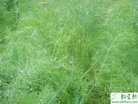 茴香根線蟲病的綜合防治