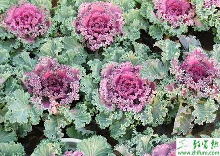 春甘藍陽畦育苗壯苗技術要點