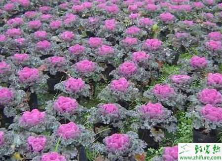 春甘藍苗期爛根怎么辦