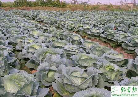 甘藍根腐病的科學防治