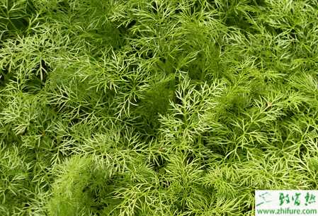 茴香怎么栽培好