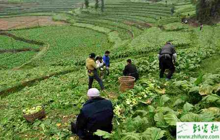 榨菜怎么栽培能高產(chǎn)