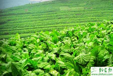 榨菜移栽和留種要點