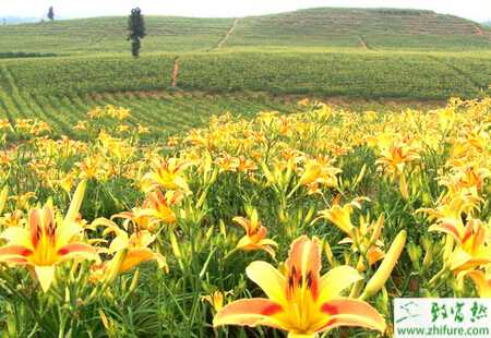 黃花菜春季如何管理