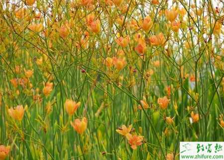 黃花菜銹病的病癥及防治方法