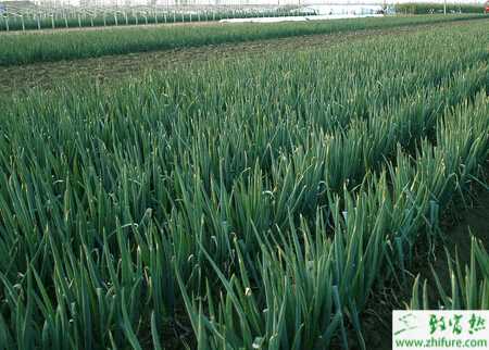 大蔥冬季的定植管理