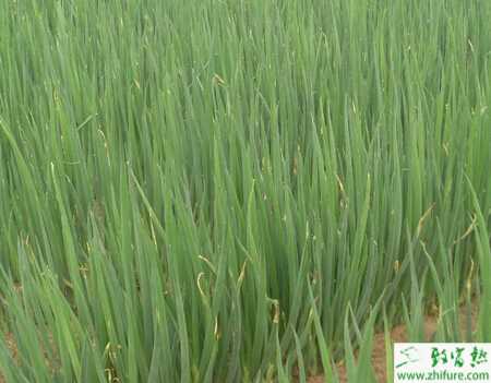 大蔥春播如何育苗