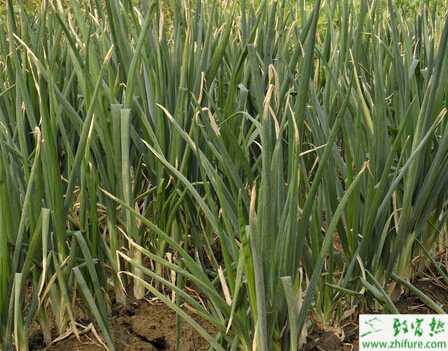 大蔥蟲害蠐螬的防治