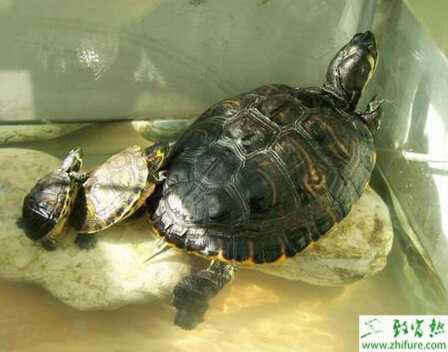 怎么養烏龜？養烏龜需要注意什么？