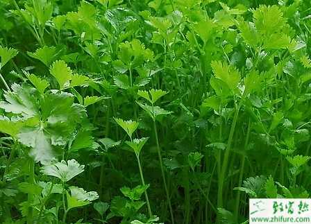 香菜夏季高溫時節管理措施