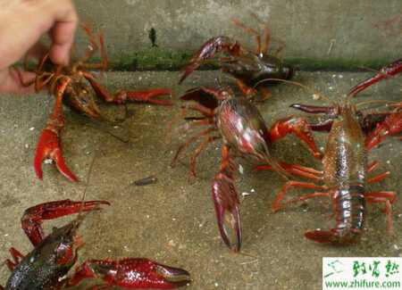 養小龍蝦賺錢嗎？怎么養小龍蝦？