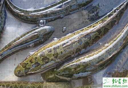 怎樣養黑魚？養黑魚賺錢嗎？