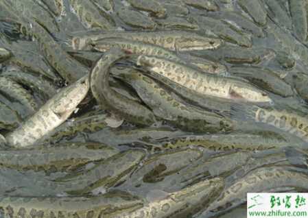 家里養黑魚養幾條好？養黑魚風水