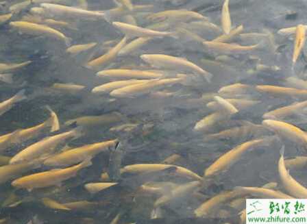 養(yǎng)虹鱒魚(yú)賺錢(qián)嗎？養(yǎng)虹鱒魚(yú)市場(chǎng)