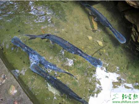 如何養鴨嘴魚？養鴨嘴魚賺錢嗎？